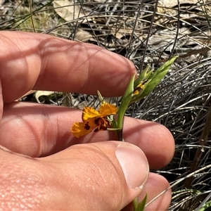 Diuris semilunulata at Denman Prospect, ACT - suppressed