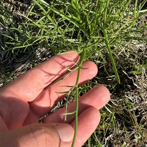 Eryngium ovinum at Whitlam, ACT - suppressed