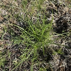 Eryngium ovinum at Whitlam, ACT - suppressed