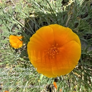 Eschscholzia californica at Whitlam, ACT - 14 Sep 2024