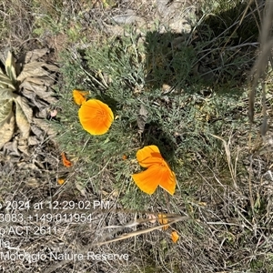 Eschscholzia californica at Whitlam, ACT - 14 Sep 2024