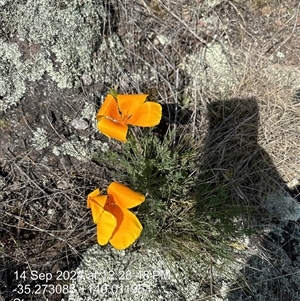 Eschscholzia californica at Whitlam, ACT - 14 Sep 2024 12:29 PM