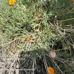 Eschscholzia californica at Whitlam, ACT - 14 Sep 2024