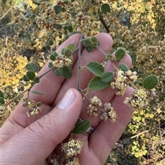 Pomaderris subcapitata at Strathnairn, ACT - 27 Sep 2024 by BenHarvey