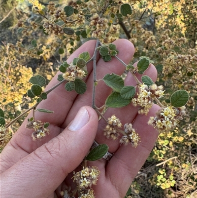 Pomaderris subcapitata at Strathnairn, ACT - 26 Sep 2024 by BenHarvey