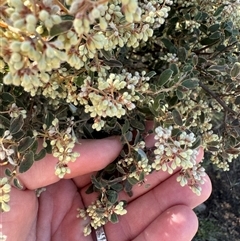 Pomaderris pallida (Pale Pomaderris) at Strathnairn, ACT - 26 Sep 2024 by BenHarvey