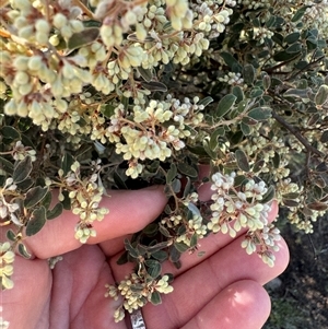 Pomaderris pallida at Strathnairn, ACT - 27 Sep 2024 09:29 AM