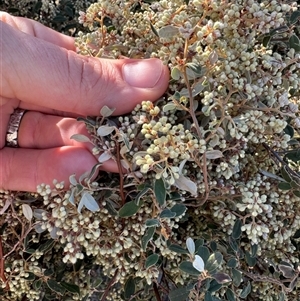 Pomaderris pallida at Strathnairn, ACT - 27 Sep 2024