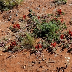 Unidentified Other Wildflower or Herb at Gibson Desert North, WA - 27 Aug 2024 by Paul4K