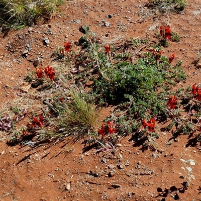 Unidentified Other Wildflower or Herb at Gibson Desert North, WA - 27 Aug 2024 by Paul4K