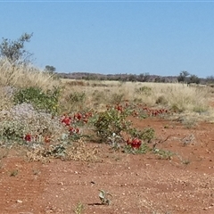 Unidentified at suppressed - 27 Aug 2024