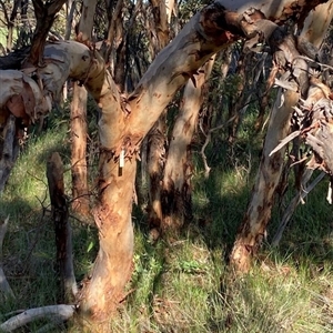 Eucalyptus leprophloia at Warradarge, WA - 25 Jul 2022