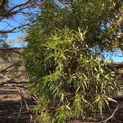 Eucalyptus leprophloia at Warradarge, WA - 25 Jul 2022