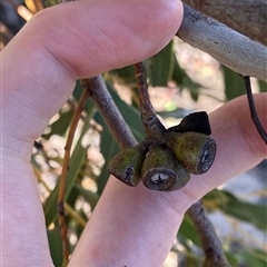 Eucalyptus leprophloia at Warradarge, WA - suppressed