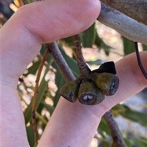 Eucalyptus leprophloia at Warradarge, WA - 25 Jul 2022