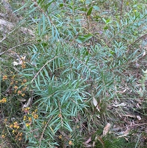 Persoonia linearis at Coolagolite, NSW - suppressed