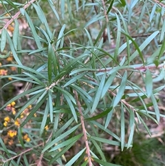 Persoonia linearis at Coolagolite, NSW - 27 Sep 2024