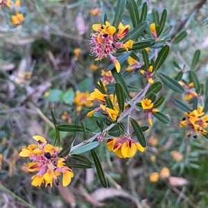 Pultenaea daphnoides at Coolagolite, NSW - 27 Sep 2024 05:08 PM