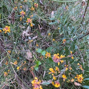 Pultenaea daphnoides at Coolagolite, NSW - 27 Sep 2024 05:08 PM