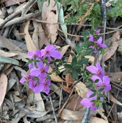 Tetratheca thymifolia (Black-eyed Susan) at Coolagolite, NSW - 27 Sep 2024 by timharmony