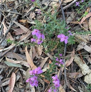 Tetratheca thymifolia at Coolagolite, NSW - 27 Sep 2024 05:06 PM