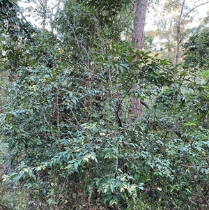 Backhousia myrtifolia at Coolagolite, NSW - 27 Sep 2024 05:10 PM