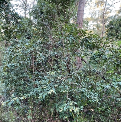 Backhousia myrtifolia (Carrol, Grey Myrtle, Cinnamon Myrtle) at Coolagolite, NSW - 27 Sep 2024 by timharmony