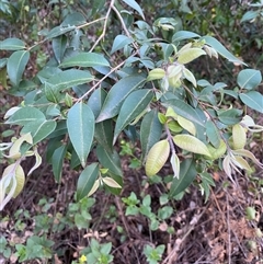 Backhousia myrtifolia at Coolagolite, NSW - 27 Sep 2024