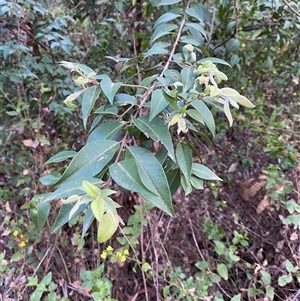 Backhousia myrtifolia at Coolagolite, NSW - 27 Sep 2024 05:10 PM