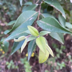 Backhousia myrtifolia at Coolagolite, NSW - 27 Sep 2024 05:10 PM