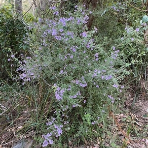 Prostanthera incisa at Coolagolite, NSW - 27 Sep 2024 05:11 PM