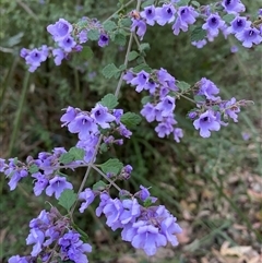 Prostanthera incisa at Coolagolite, NSW - 27 Sep 2024 05:11 PM