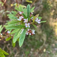 Zieria smithii at Coolagolite, NSW - 28 Sep 2024 07:34 AM