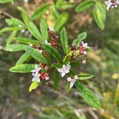 Zieria smithii at Coolagolite, NSW - 28 Sep 2024 07:34 AM