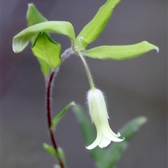 Billardiera scandens at Appin, NSW - 3 Oct 2024 by jb2602