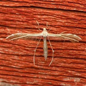 Megalorhipida leucodactyla at Harrison, ACT - 3 Oct 2024