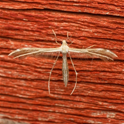 Megalorhipida leucodactyla (Spiderling Moth) at Harrison, ACT - 3 Oct 2024 by DPRees125