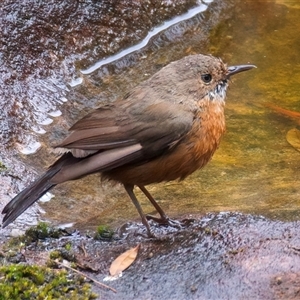 Origma solitaria at Appin, NSW - suppressed