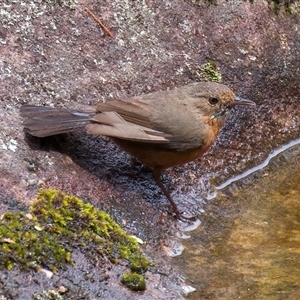 Origma solitaria at Appin, NSW - suppressed