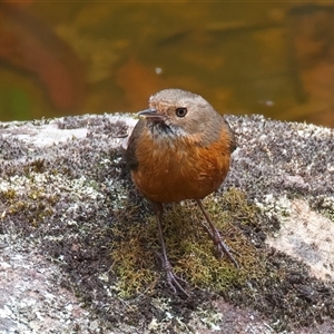 Origma solitaria at Appin, NSW - suppressed