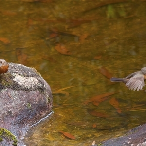 Origma solitaria at Appin, NSW - suppressed