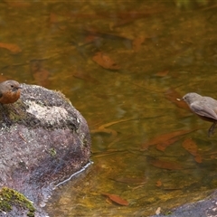 Origma solitaria at Appin, NSW - suppressed