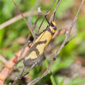 Oecophoridae provisional species 8 at Theodore, ACT - 3 Oct 2024