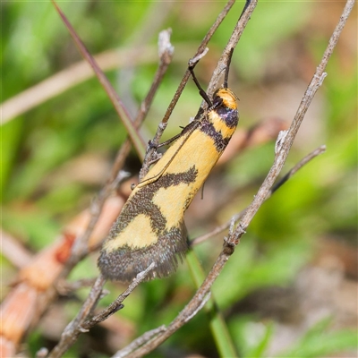 Oecophoridae provisional species 8 at Theodore, ACT - 3 Oct 2024 by DPRees125