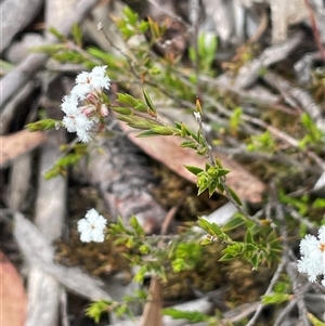 Leucopogon virgatus at Windellama, NSW - 2 Oct 2024