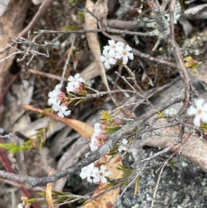 Leucopogon virgatus at Windellama, NSW - 2 Oct 2024