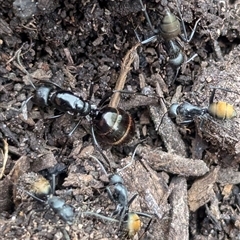 Camponotus aeneopilosus (A Golden-tailed sugar ant) at Page, ACT - 4 Oct 2024 by CattleDog