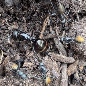 Camponotus aeneopilosus at Page, ACT - 4 Oct 2024