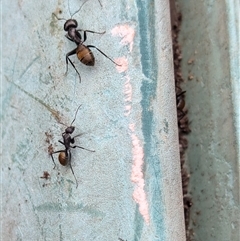 Camponotus aeneopilosus at Page, ACT - 4 Oct 2024