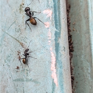 Camponotus aeneopilosus at Page, ACT - 4 Oct 2024